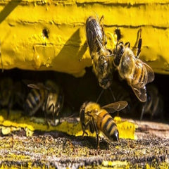 bee paint χρωμα κυψελων berling 750ml